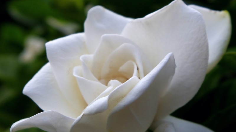 flower gardenia