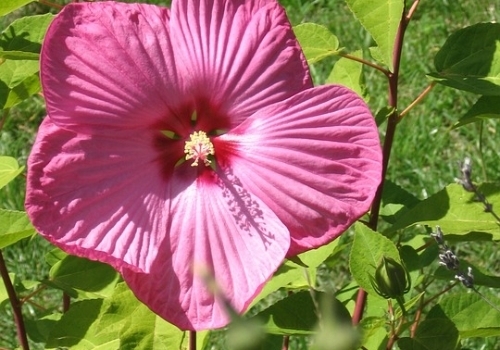 Flowering Hibiscus