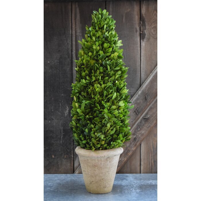 French Country Topiary 