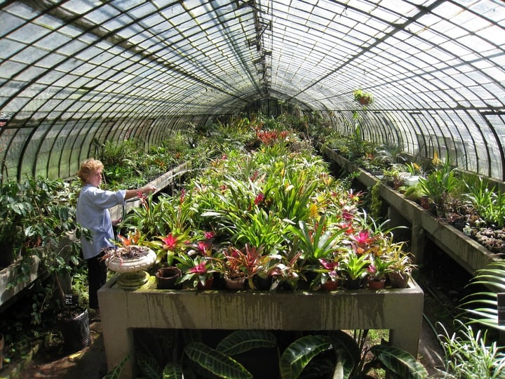 gardening inside a greenhouse