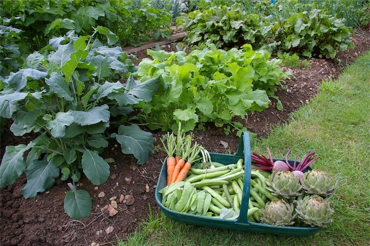 gardening vegetables health benefits 