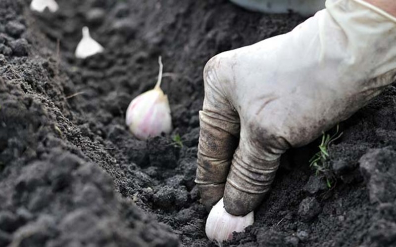 garlic planting season 