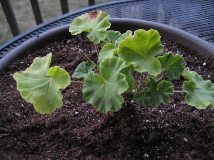 geranium dying leaves