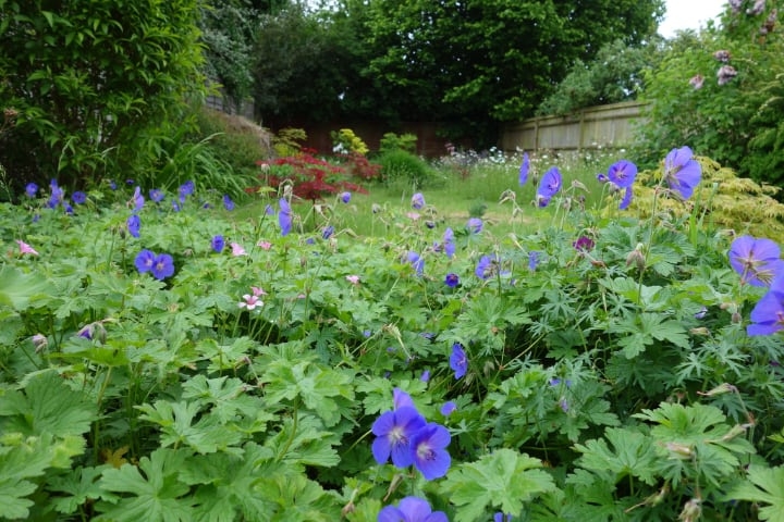 geranium garden