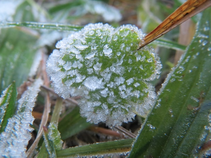 geranium in winter