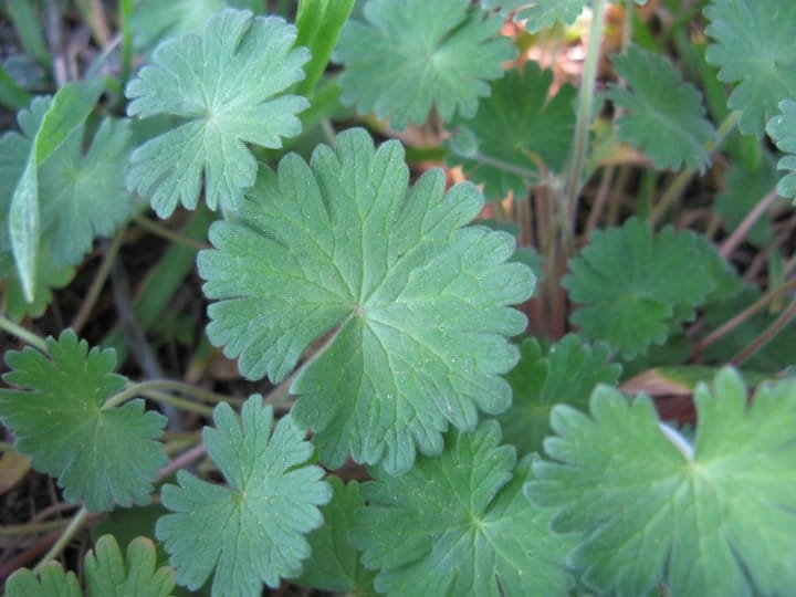 geranium leaves