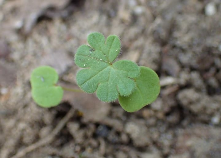geranium seedling