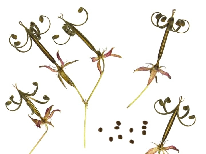 geranium seeds
