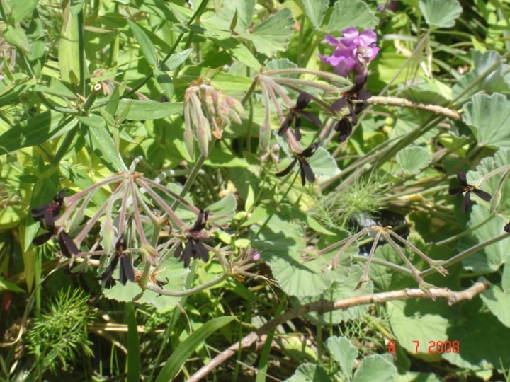 geranium with withered flower heads