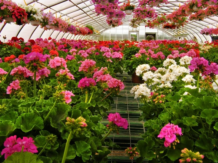 geraniums grown in greenhouses