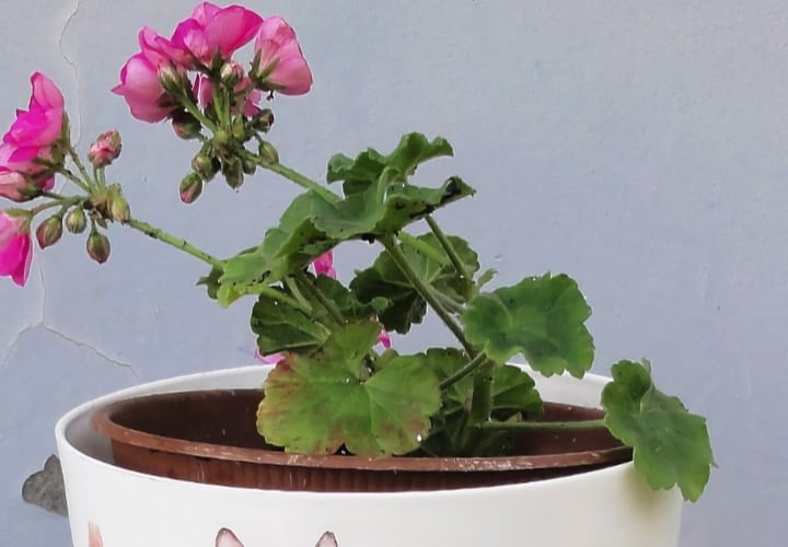 geraniums in shaded area
