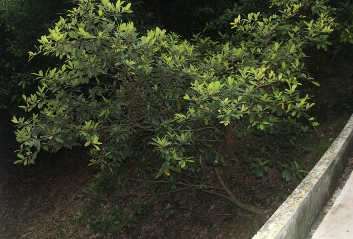ginseng ficus retusa