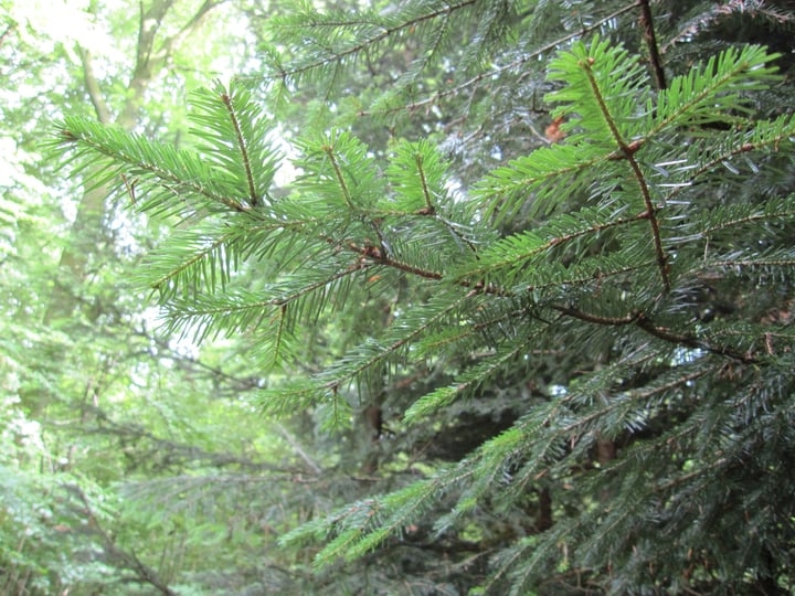 grand fir abies grandis