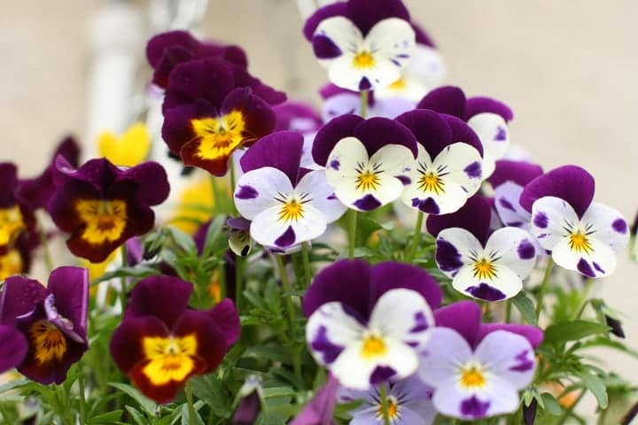 growing edible flowers