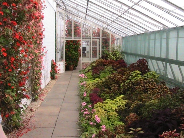 growing flowers inside a greenhouse