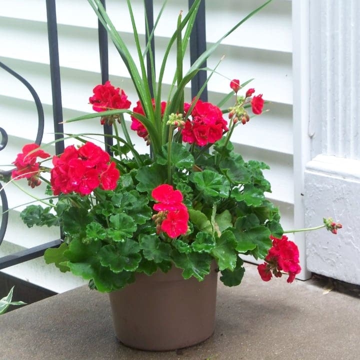growing geranium in a pot