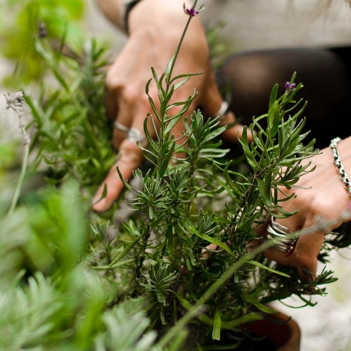 growing lavender at home market gardening