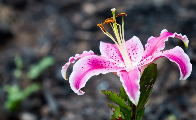 growing lily flower from seed