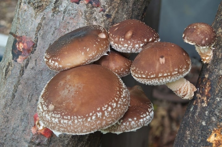 growing shiitake mushrooms for market gardening