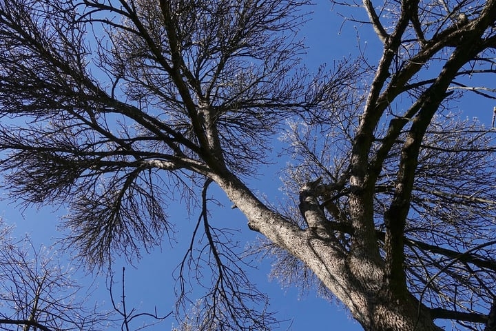 grreen ash fraxinus pennsylvanica