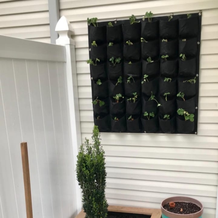 hanging planted wall outside