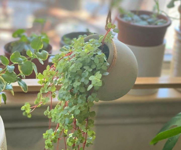 hanging planters on wall