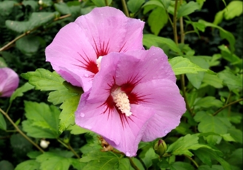 Hardy Hibiscus Plants For Sale