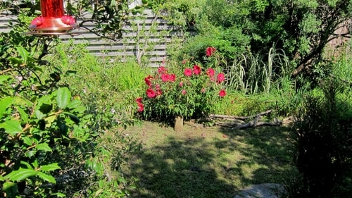 hardy shrub hibiscus
