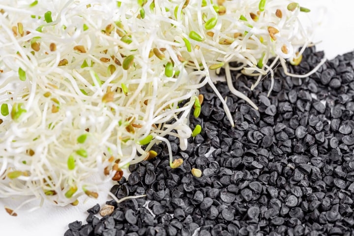 healthy onion microgreens