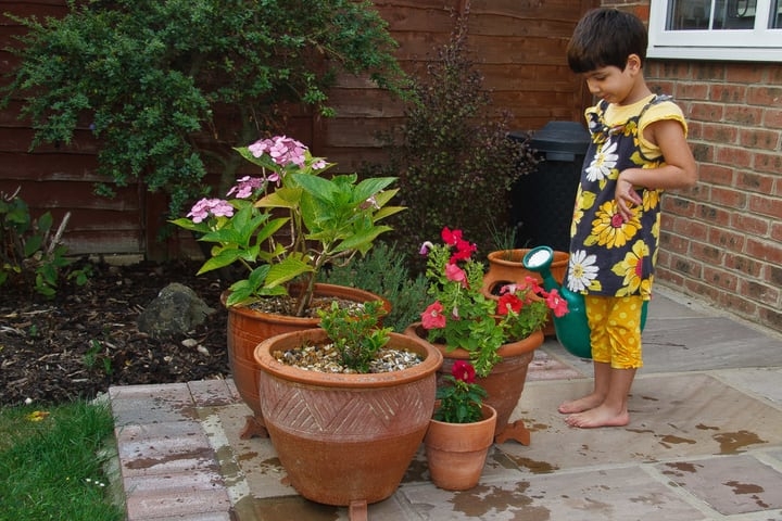 healthy plants watered with rain water