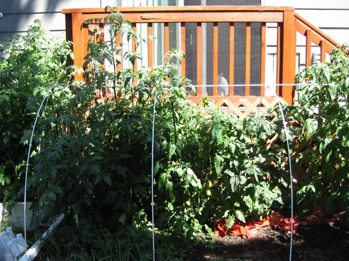 heirloom tomatoes raised bed market gardening