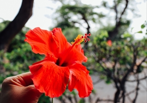 Hibiscus Benefits