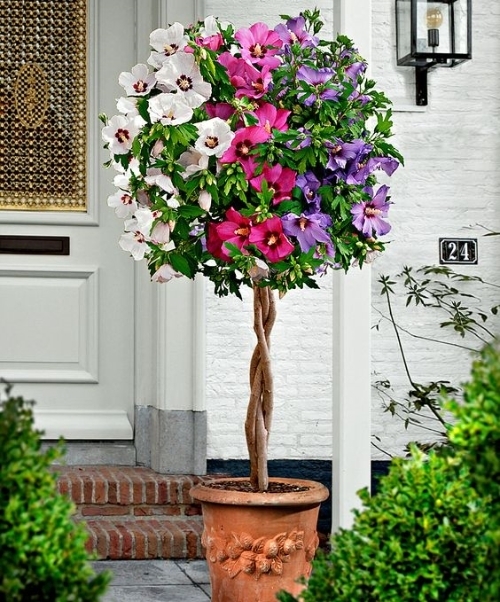 Hibiscus Care Outdoors