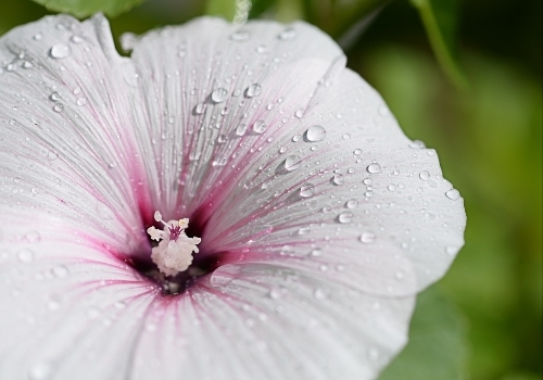 Hibiscus Moscheutos Luna