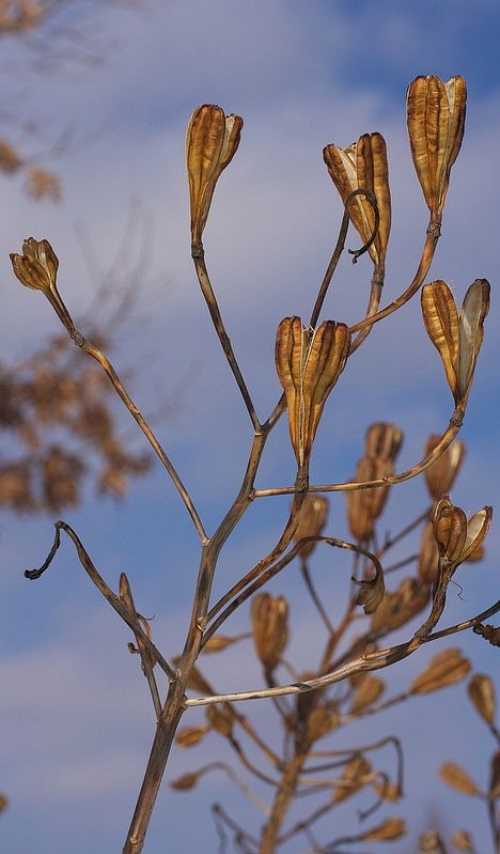 Hibiscus Plant Care In Winter