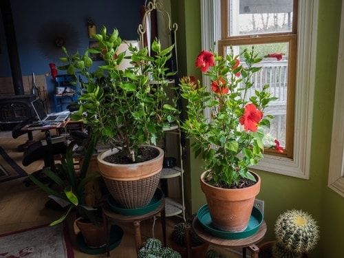 hibiscus plant indoors