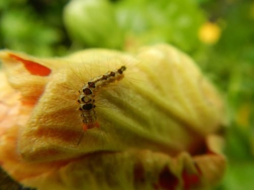 hibiscus plant pest