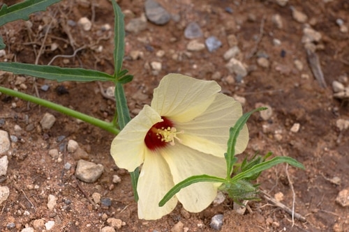 hibiscus planting
