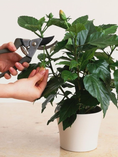 Hibiscus Pruning