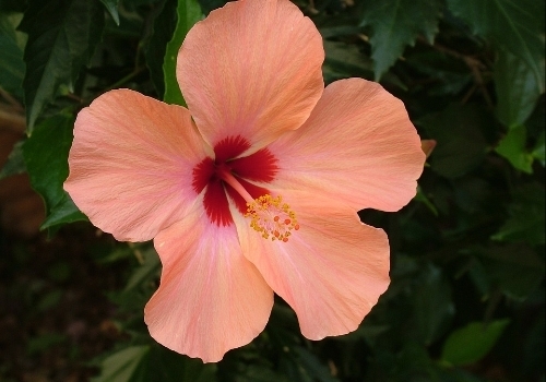 Hibiscus Rosa Sinensis Floral Formula