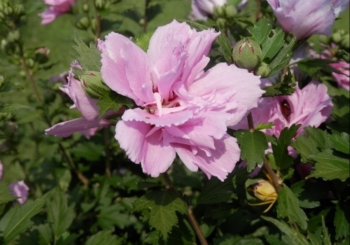 Hibiscus Shrub