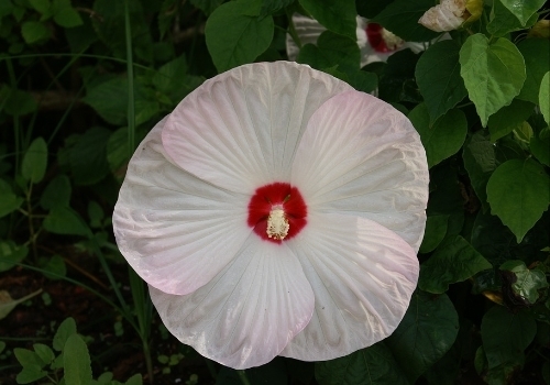 Hibiscus Shrub