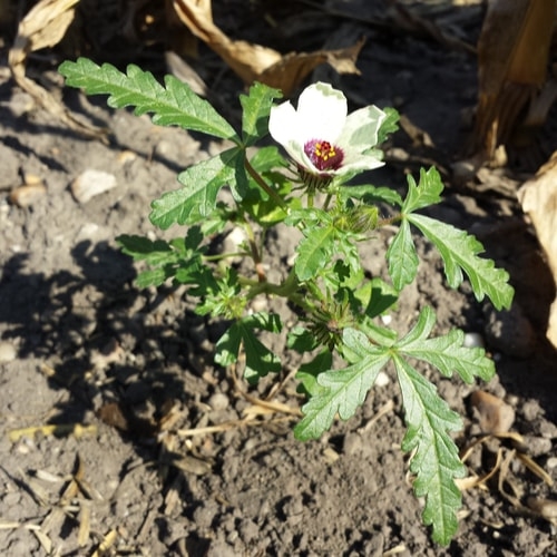 hibiscus soil