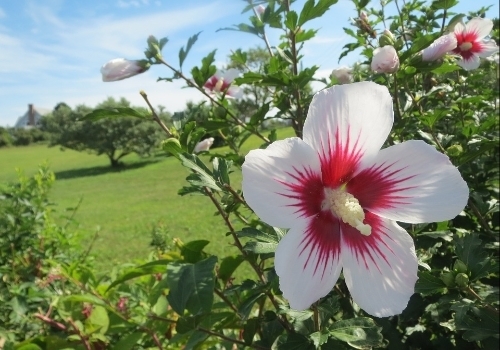 Hibiscus Syriacus Minerva