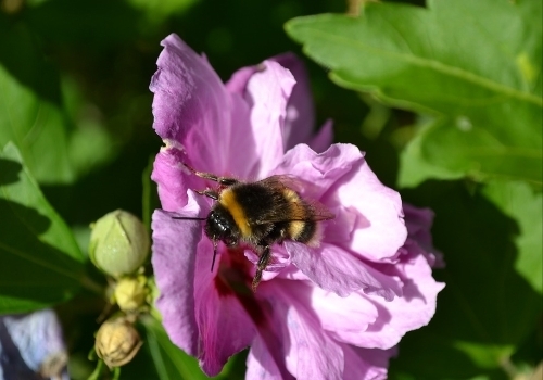 Hibiscus Syriacus Pictures