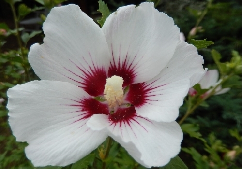 Hibiscus Syriacus Pruning