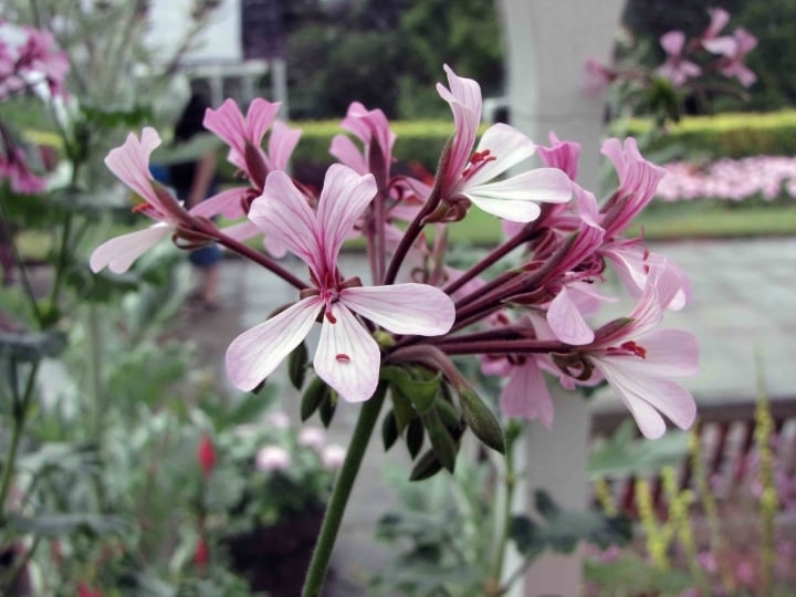 horseshoe geranium