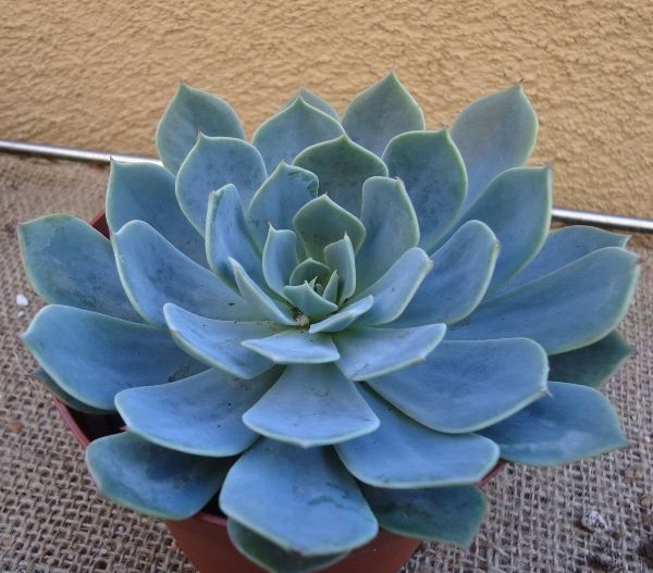 House Plants Home Depot