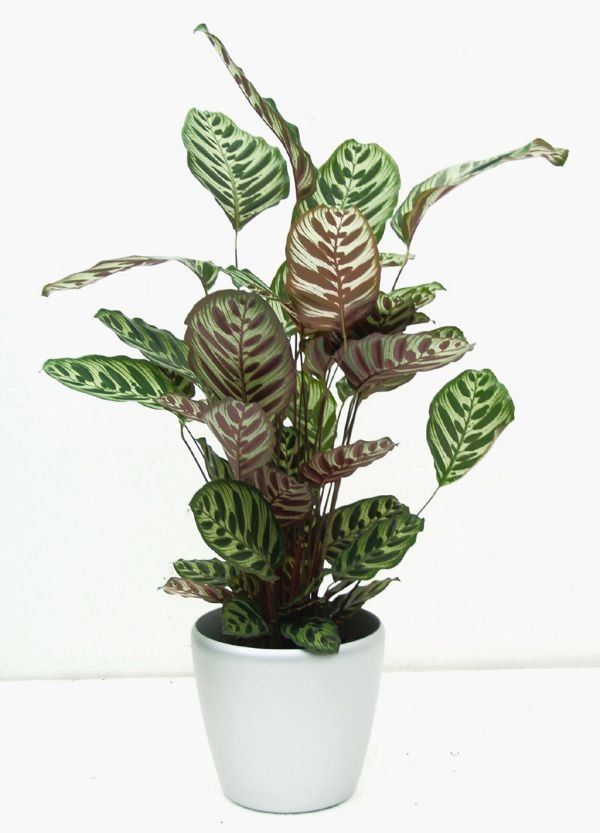 House Plants Low Light