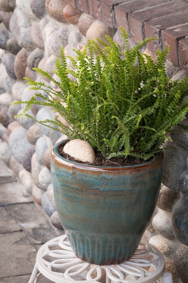 House Plants That Are Safe For Cats